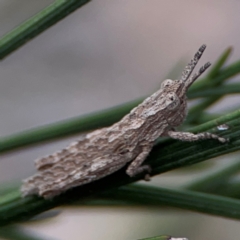 Coryphistes ruricola (Bark-mimicking Grasshopper) at Mount Ainslie - 13 Mar 2024 by Hejor1