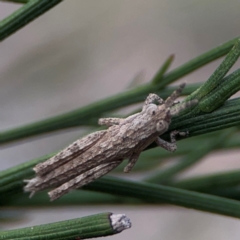 Coryphistes ruricola at Mount Ainslie - 13 Mar 2024