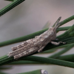 Coryphistes ruricola at Mount Ainslie - 13 Mar 2024