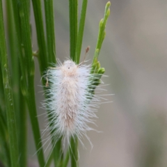 Lepidoptera unclassified IMMATURE (caterpillar or pupa or cocoon) at Mount Ainslie - 13 Mar 2024 by Hejor1