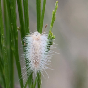 Lepidoptera unclassified IMMATURE moth at Mount Ainslie - 13 Mar 2024