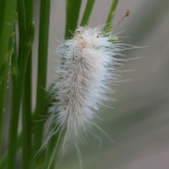 Lepidoptera unclassified IMMATURE moth at Mount Ainslie - 13 Mar 2024