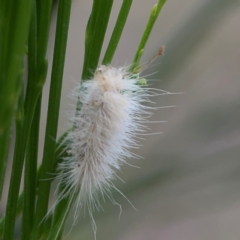 Lepidoptera unclassified IMMATURE moth at Mount Ainslie - 13 Mar 2024