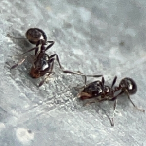 Monomorium sp. (genus) at Mount Ainslie - 13 Mar 2024 05:47 PM