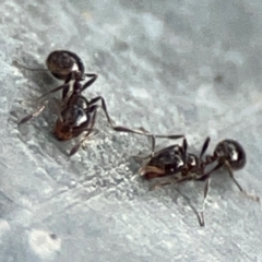 Monomorium sp. (genus) (A Monomorium ant) at Mount Ainslie - 13 Mar 2024 by Hejor1