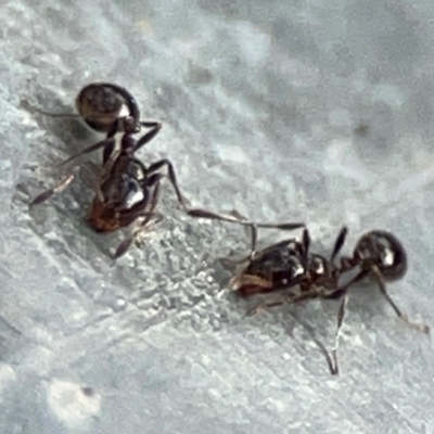 Monomorium sp. (genus) (A Monomorium ant) at Mount Ainslie - 13 Mar 2024 by Hejor1