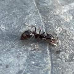 Monomorium sp. (genus) at Mount Ainslie - 13 Mar 2024 05:47 PM