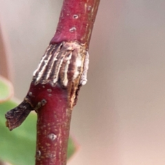 Eurymeloides sp. (genus) (Eucalyptus leafhopper) at Mount Ainslie - 13 Mar 2024 by Hejor1