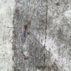 Limoniidae (family) (Unknown Limoniid Crane Fly) at Mount Ainslie - 13 Mar 2024 by Hejor1