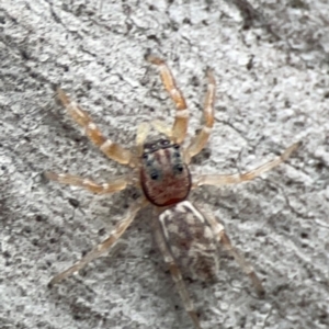 Arasia mollicoma at Mount Ainslie - 13 Mar 2024 05:40 PM