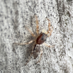 Arasia mollicoma at Mount Ainslie - 13 Mar 2024 05:40 PM