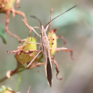 Mutusca brevicornis at Mount Ainslie - 13 Mar 2024 05:40 PM