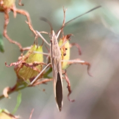 Mutusca brevicornis at Mount Ainslie - 13 Mar 2024 05:40 PM