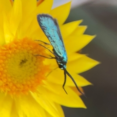 Pollanisus (genus) at Mount Ainslie - 13 Mar 2024