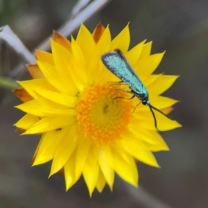 Pollanisus (genus) at Mount Ainslie - 13 Mar 2024