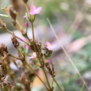 Centaurium erythraea at Mount Ainslie - 13 Mar 2024 05:33 PM