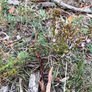 Centaurium erythraea at Mount Ainslie - 13 Mar 2024 05:33 PM