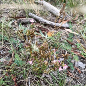 Centaurium erythraea at Mount Ainslie - 13 Mar 2024 05:33 PM