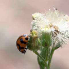 Coccinella transversalis (Transverse Ladybird) at Mount Ainslie - 13 Mar 2024 by Hejor1