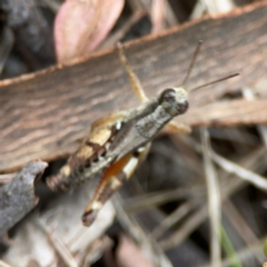 Phaulacridium vittatum (Wingless Grasshopper) at Mount Ainslie - 13 Mar 2024 by Hejor1