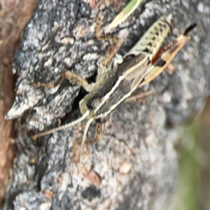 Phaulacridium vittatum at Mount Ainslie - 13 Mar 2024