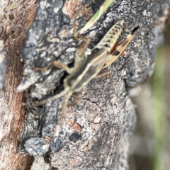 Phaulacridium vittatum at Mount Ainslie - 13 Mar 2024