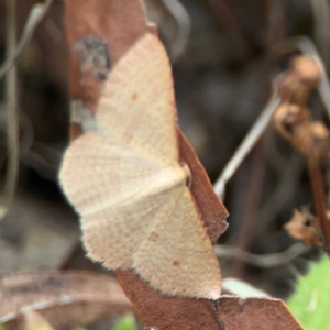 Epicyme rubropunctaria at Mount Ainslie - 13 Mar 2024