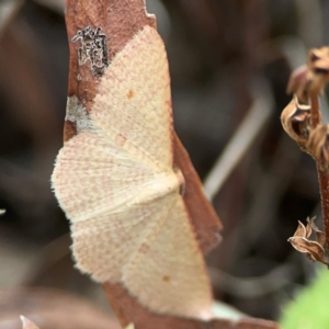 Epicyme rubropunctaria at Mount Ainslie - 13 Mar 2024