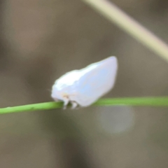 Anzora unicolor at Mount Ainslie - 13 Mar 2024