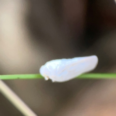 Anzora unicolor at Mount Ainslie - 13 Mar 2024