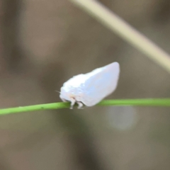 Anzora unicolor at Mount Ainslie - 13 Mar 2024