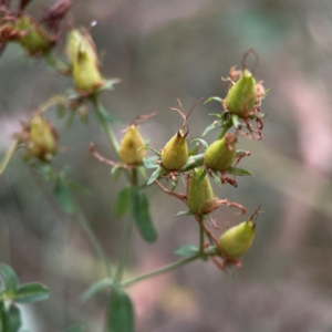 Hypericum perforatum at Mount Ainslie - 13 Mar 2024