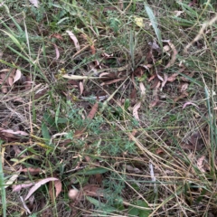 Hypericum perforatum at Mount Ainslie - 13 Mar 2024