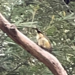 Acanthiza reguloides at Mount Ainslie - 13 Mar 2024