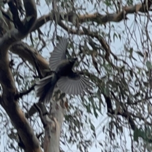 Rhipidura albiscapa at Mount Ainslie - 13 Mar 2024