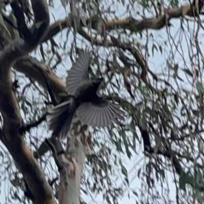 Rhipidura albiscapa (Grey Fantail) at Mount Ainslie - 13 Mar 2024 by Hejor1