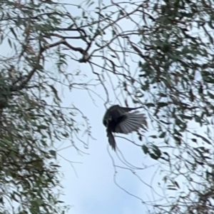 Rhipidura albiscapa at Mount Ainslie - 13 Mar 2024 05:04 PM