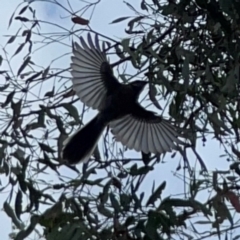 Rhipidura albiscapa at Mount Ainslie - 13 Mar 2024 05:04 PM