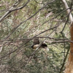 Rhipidura albiscapa at Mount Ainslie - 13 Mar 2024