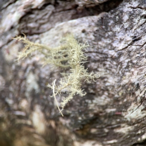 Usnea sp. (genus) at Mount Ainslie - 13 Mar 2024 05:02 PM