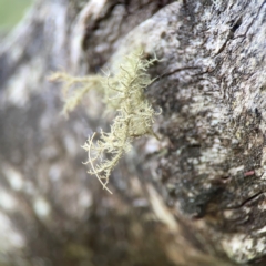 Usnea sp. (genus) at Mount Ainslie - 13 Mar 2024 05:02 PM