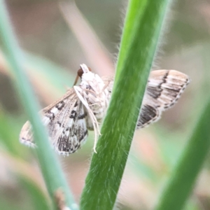 Nacoleia rhoeoalis at Mount Ainslie - 13 Mar 2024 05:01 PM