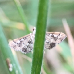 Nacoleia rhoeoalis at Mount Ainslie - 13 Mar 2024 05:01 PM