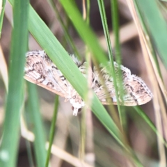 Nacoleia rhoeoalis at Mount Ainslie - 13 Mar 2024