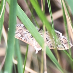 Nacoleia rhoeoalis at Mount Ainslie - 13 Mar 2024