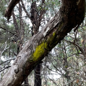 Chrysothrix sp. (genus) at Mount Ainslie - 13 Mar 2024