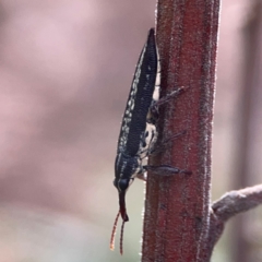 Rhinotia sp. (genus) (Unidentified Rhinotia weevil) at Mount Ainslie - 13 Mar 2024 by Hejor1