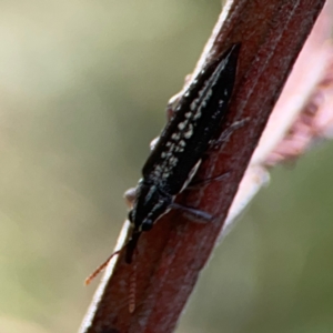 Rhinotia sp. (genus) at Mount Ainslie - 13 Mar 2024