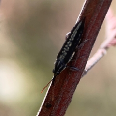 Rhinotia sp. (genus) at Mount Ainslie - 13 Mar 2024