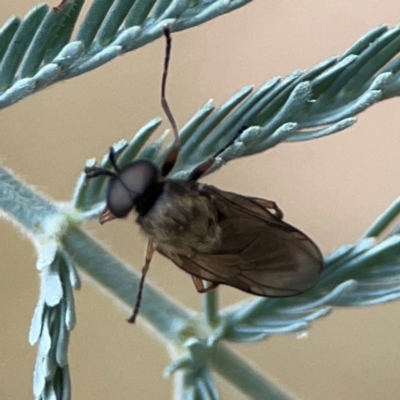 Diptera (order) at Mount Ainslie - 13 Mar 2024 by Hejor1